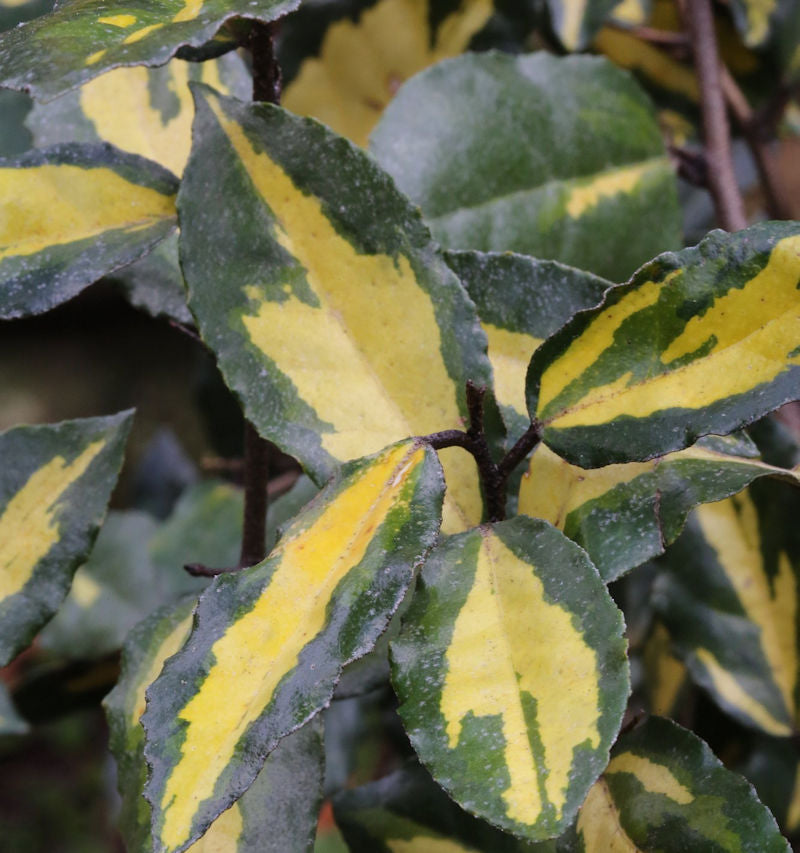 Buntlaubige Ölweide Maculata 30-40cm - Elaeagnus Pungens