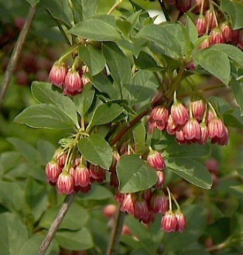 Prachtglocke Red Bells 80-100cm - Enkianthus Campanulatus