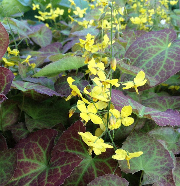 Elfenblume Frohnleiten - Epimedium Perralchicum