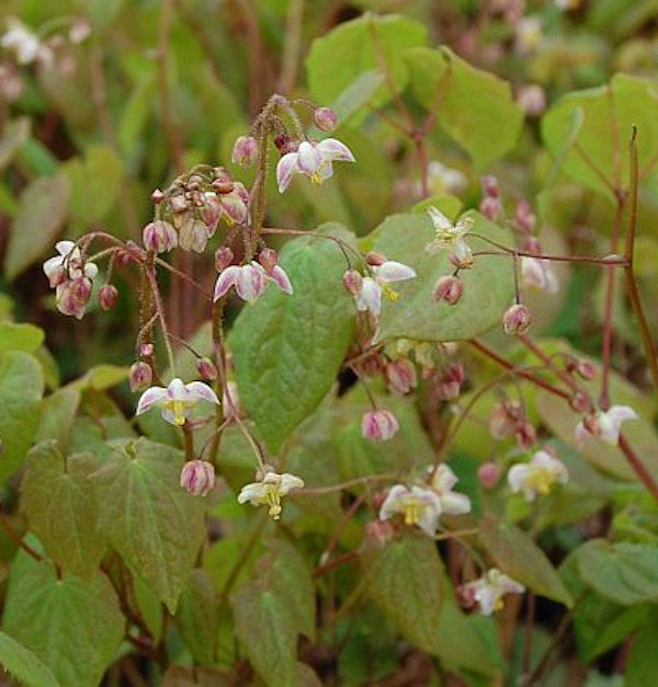 Flaumige Elfenblume - Epimedium Pubigerum