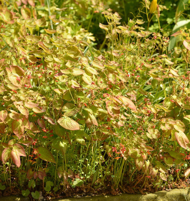 Elfenblume Cupreum - Epimedium Versicolor