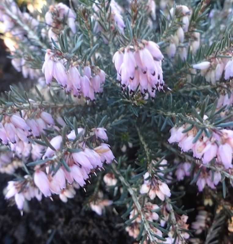 10x Winterheide Peggy - Erica Carnea