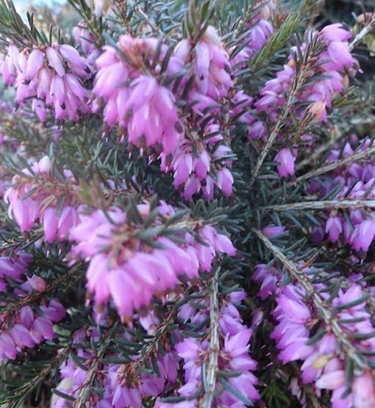 10x Winterheide Sheila - Erica Carnea