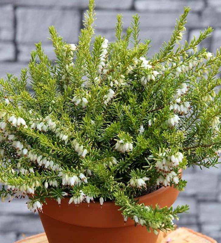 10x Englische Heide Golden Perfect - Erica Darleyensis