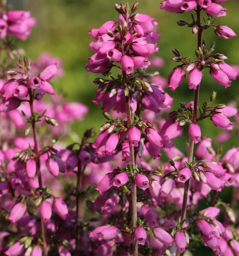 10x Grauheide Rosa Klon - Erica Cinerea