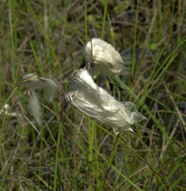 Weißes Wollgras - Eriophorum Angustifolium