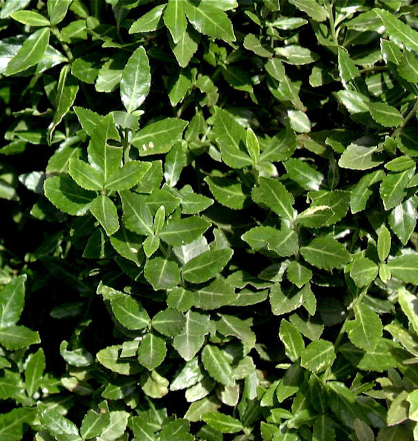 10x Kriechspindel Radicans 10-15cm - Euonymus Fortunei
