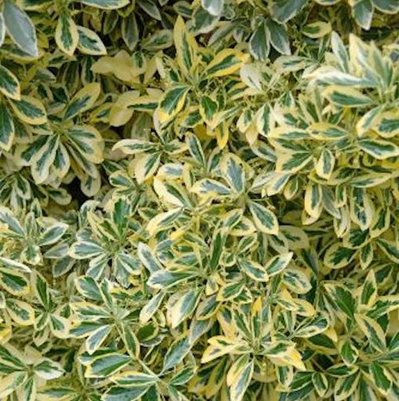 Gelbbunter Japanischer Spindelstrauch 30-40cm - Euonymus Japonicus Aureomarginatus