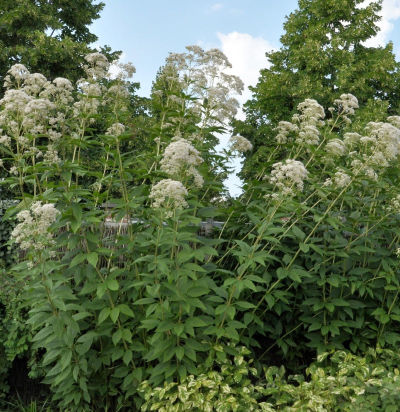Durchwachsener Wasserdost - Eupatorium Perfoliatum