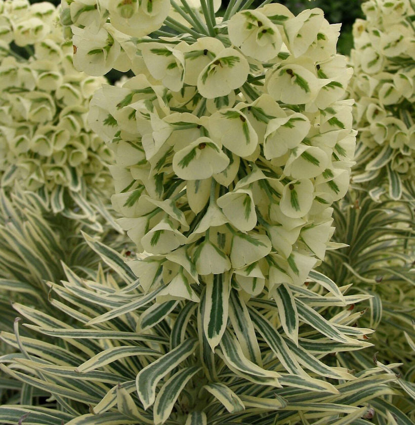 Palisaden Wolfsmilch Tasmanian Tiger - Euphorbia Characias