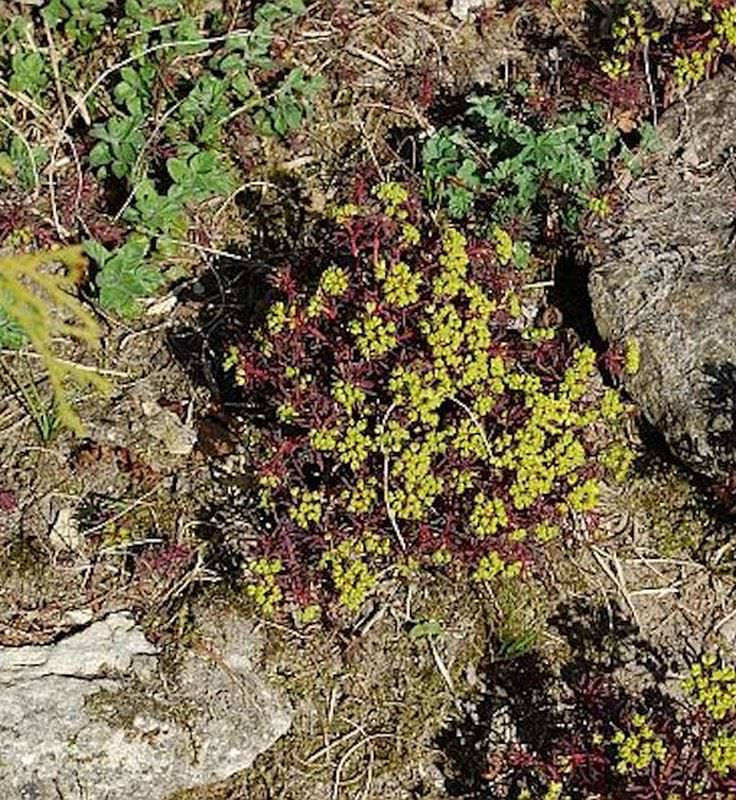Zypressen Wolfsmilch Fens Ruby - Euphorbia Characias