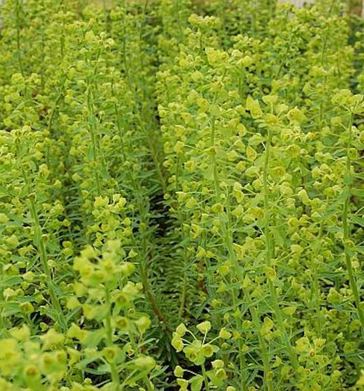 Zypressen Wolfsmilch Forescate - Euphorbia Characias