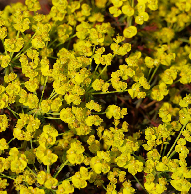 Palisaden Wolfsmilch Red Wing - Euphorbia Characias