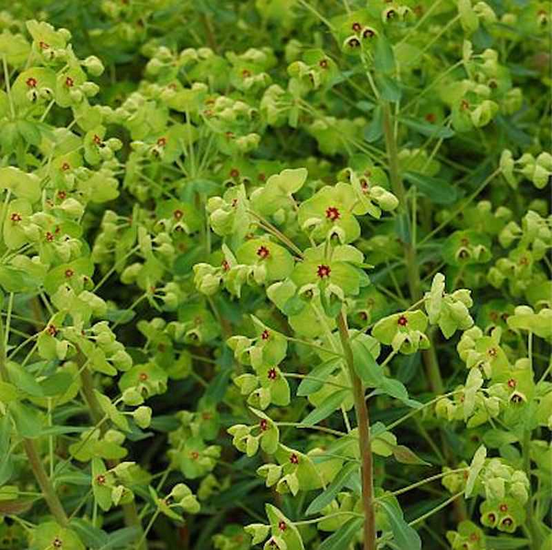 Busch Wolfsmilch - Euphorbia Martinii