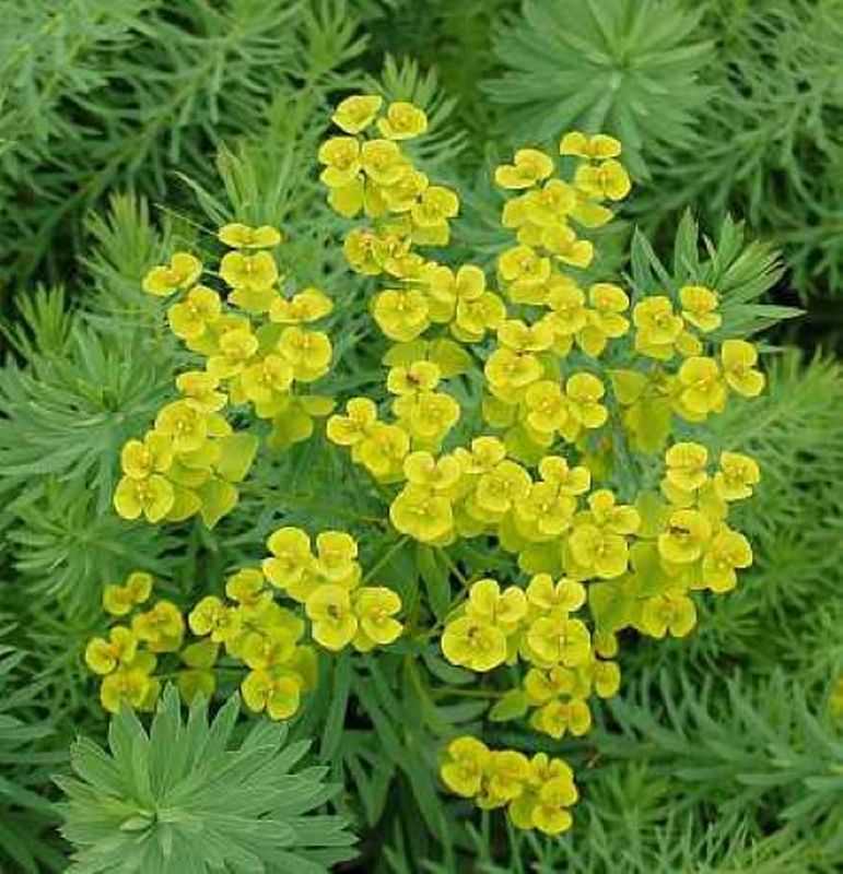 Steppen Wolfsmilch - Euphorbia Seguieriana