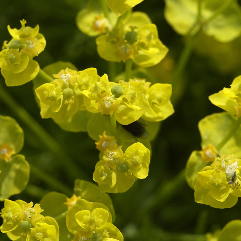 Zypressen Wolfsmilch - Euphorbia Cyparissias