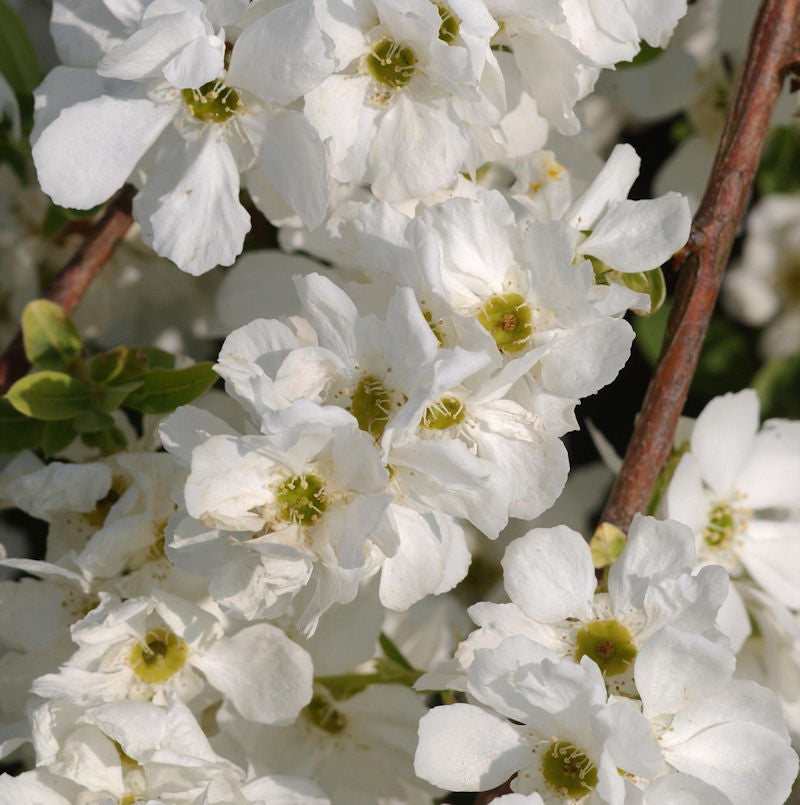 Kleine Prunkspiere The Bride 100-125cm - Exochorda Macrantha