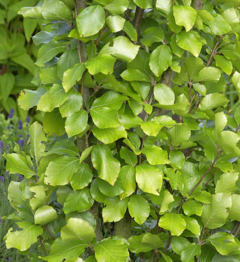 Gelbe Säulen Buche 80-100cm - Fagus Sylvatica