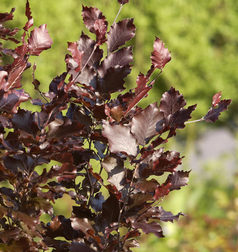 Säulen Blutbuche Dawyck Purple 100-125cm - Fagus Sylvatica