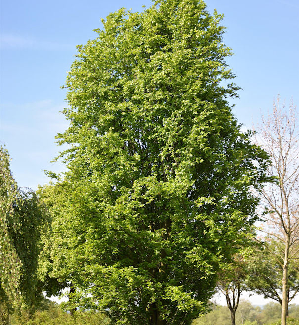 Säulen Rotbuche Dawyck 100-125cm - Fagus Sylvatica