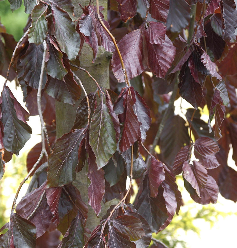 Trauer Blutbuche Purple Fountain 80-100cm - Fagus Sylvatica