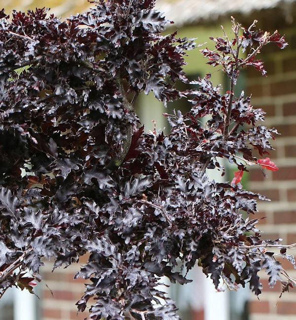 Hänge Blutbuche Rohan Weeping 40-50cm - Fagus Sylvatica