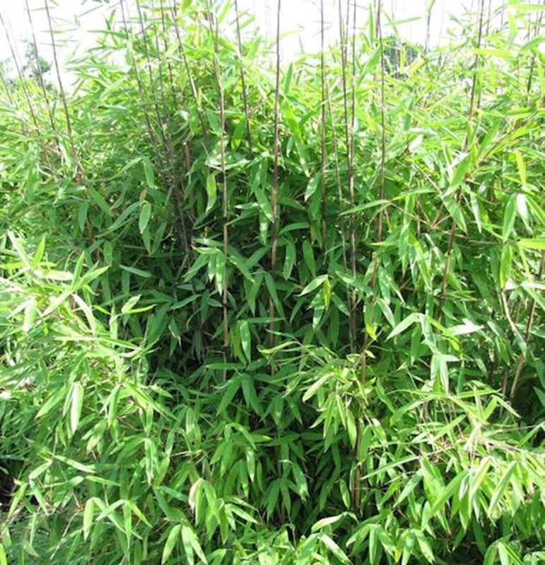 Gartenbambus Winter Joy 60-80cm - Fargesia Hybrid