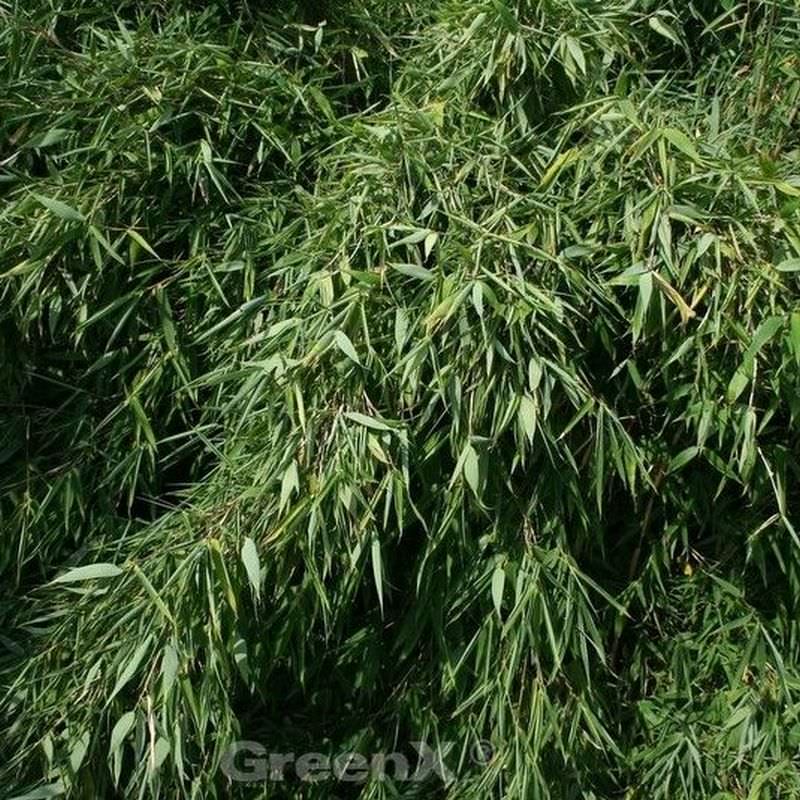 Gartenbambus Silver Bird® 125-150cm - Fargesia Murielae