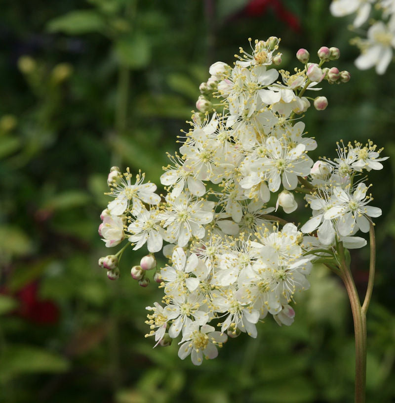 Kleines Mädesüß - Filipendula Vulgaris