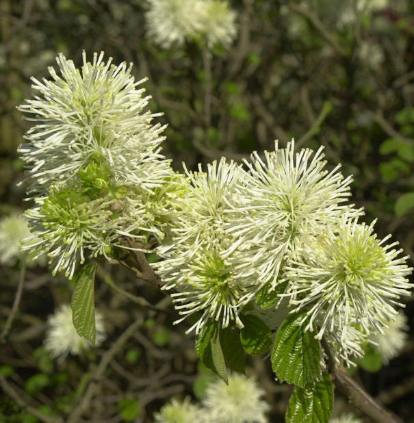 Großer Federbuschstrauch 80-100cm - Fothergilla Major