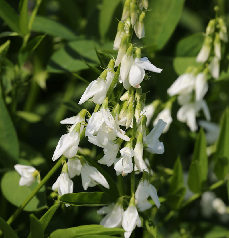 Weißes Geißraute - Galega Officinalis