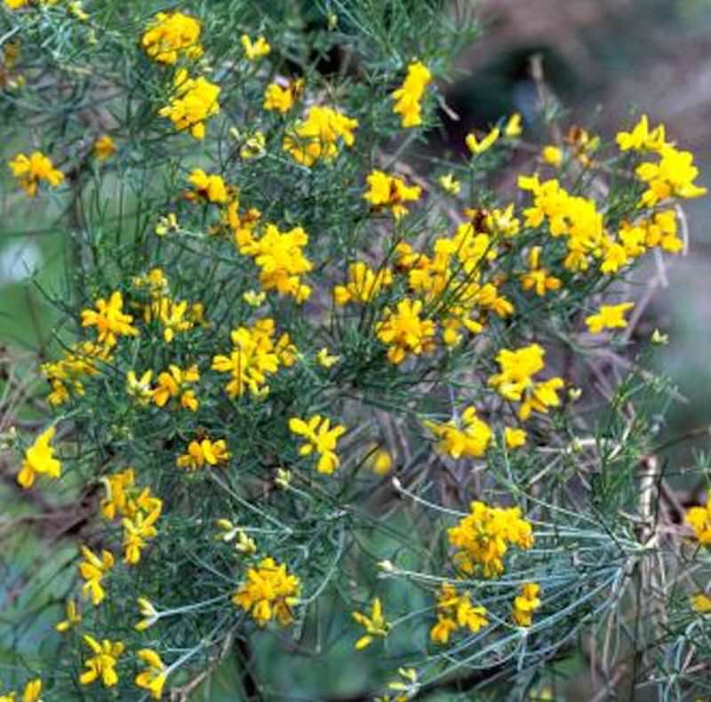 Strahlenginster 20-30cm - Genista Radiata
