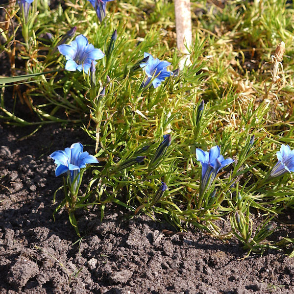 Herbstenzian - Gentiana Sino Ornata