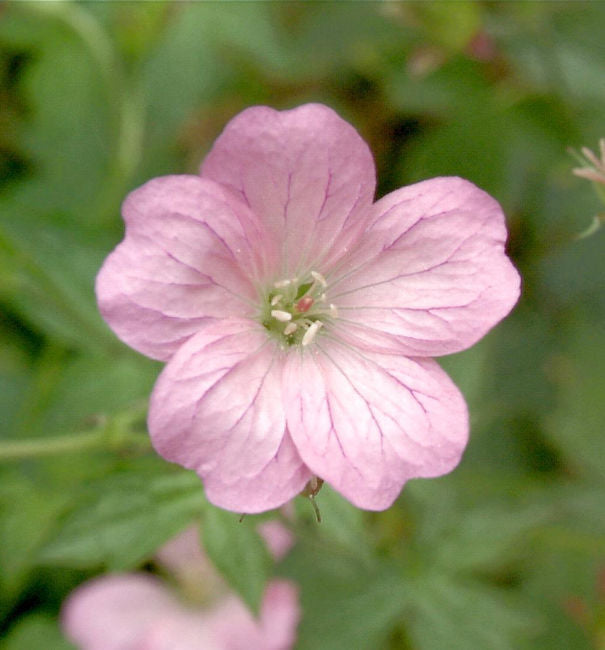 Storchenschnabel Wargrave Pink - Geranium Oxonianum
