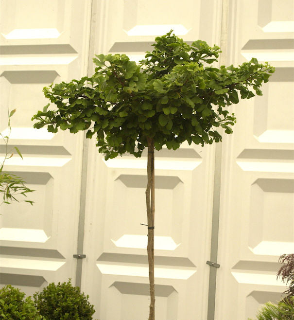 Hochstamm Kugel Fächerblattbaum 100-125cm - Ginkgo Biloba