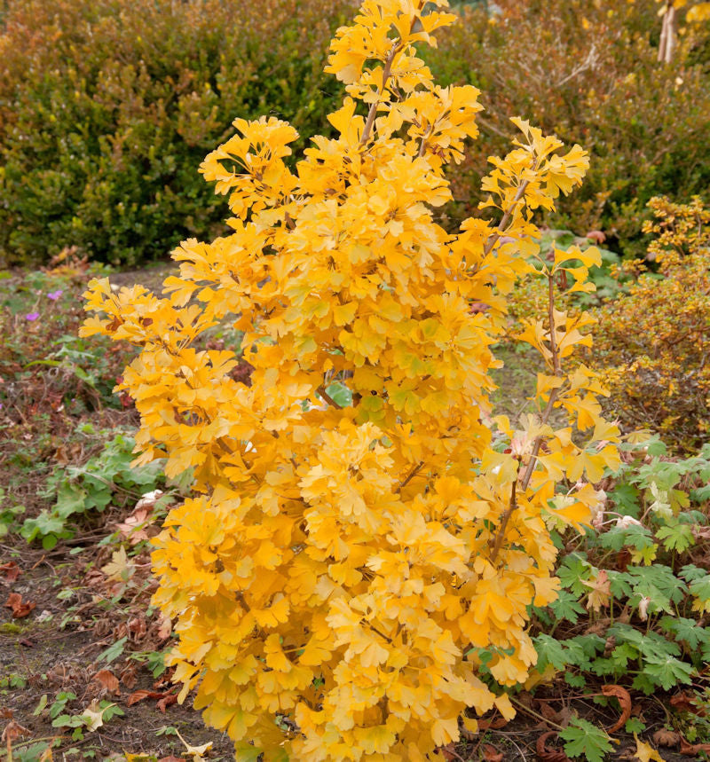Kleiner Ginkgobaum Simon 50-60cm - Ginkgo Biloba