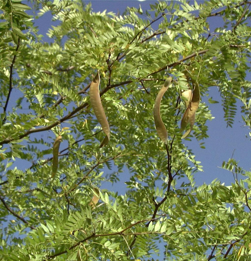 Gleditschie - Lederhülsenbaum 100 - 125cm - Gleditsia Triacanthos