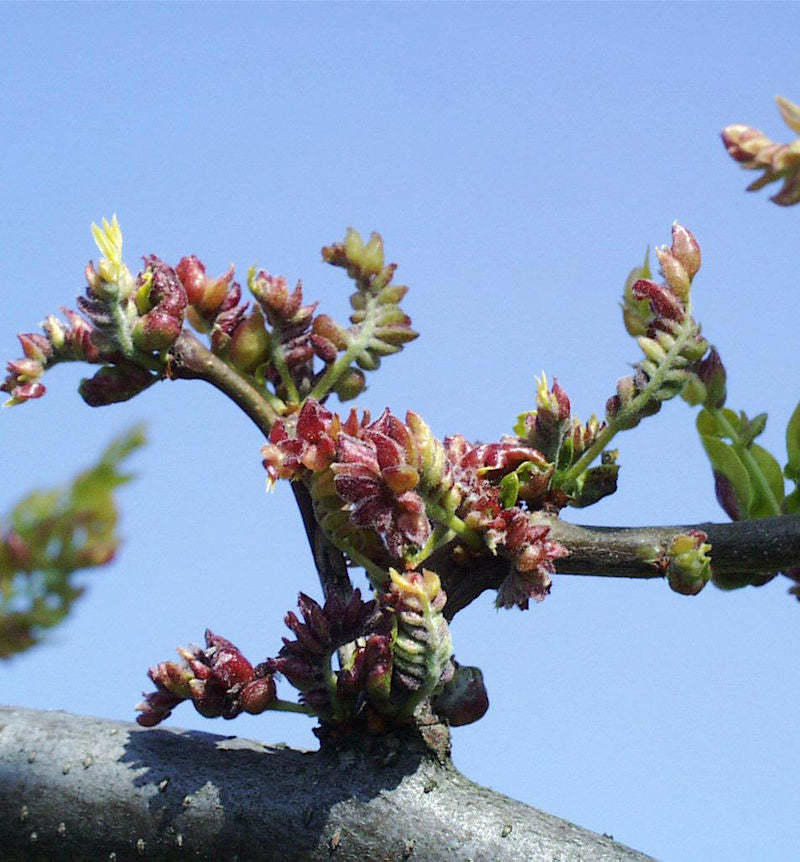 Lederhülsenbaum Sunbrust 80-100cm - Gleditsia Triacanthos