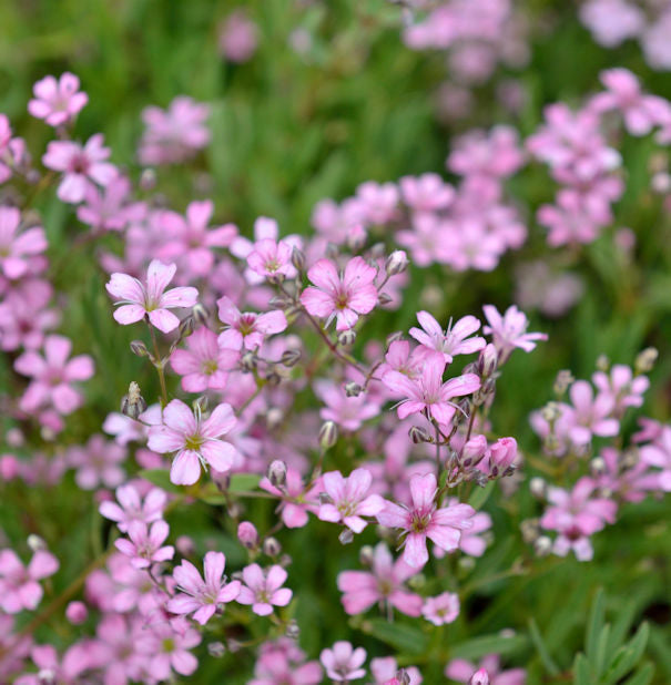 Riesenschleierkraut Flamingo - Gypsophila Paniculata