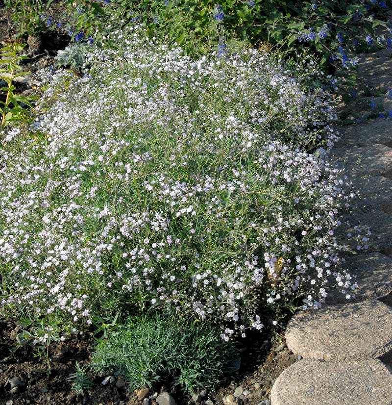 Riesenschleierkraut Starflakes - Großer Topf - Gypsophila Paniculata