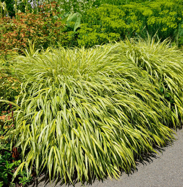 Japan Goldbandgras - Hakonechloa Macra