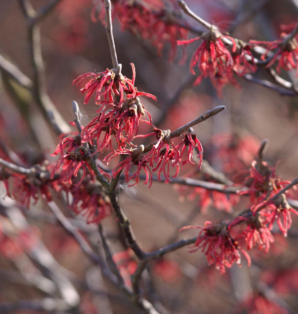 Rote Zaubernuß Ruby Glow 60-80cm - Hamamelis Intermedia