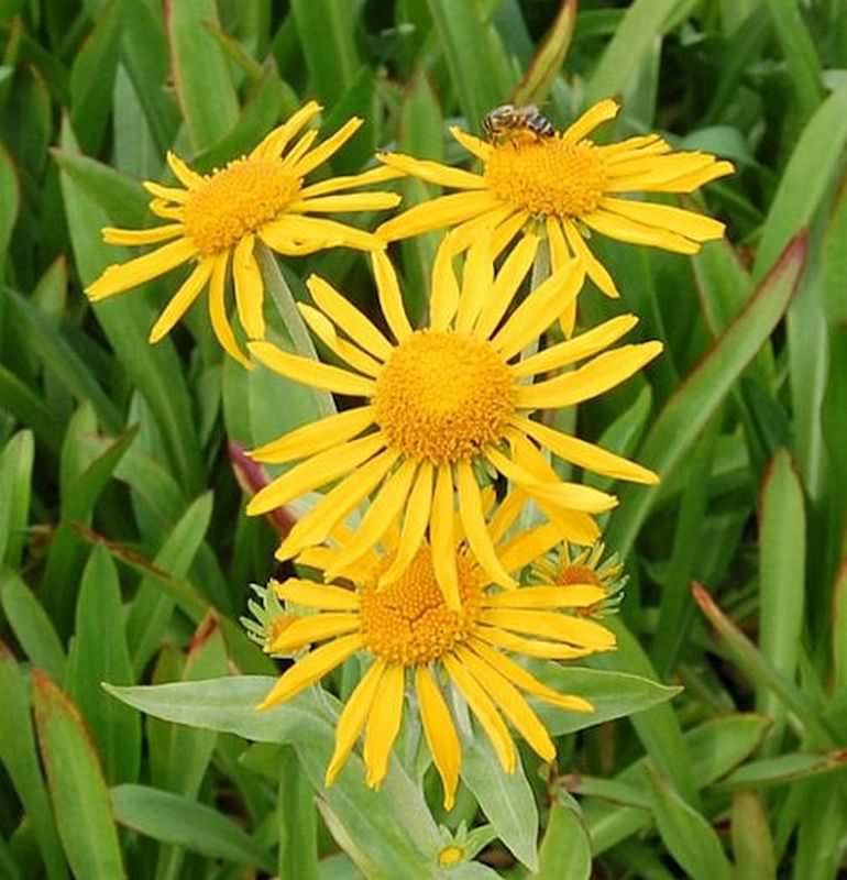 Sonnenbraut - Helenium Hoopesii