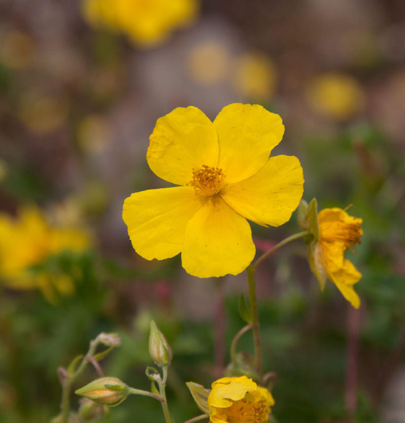 Sonnenröschen Golden Queen - Helianthemum