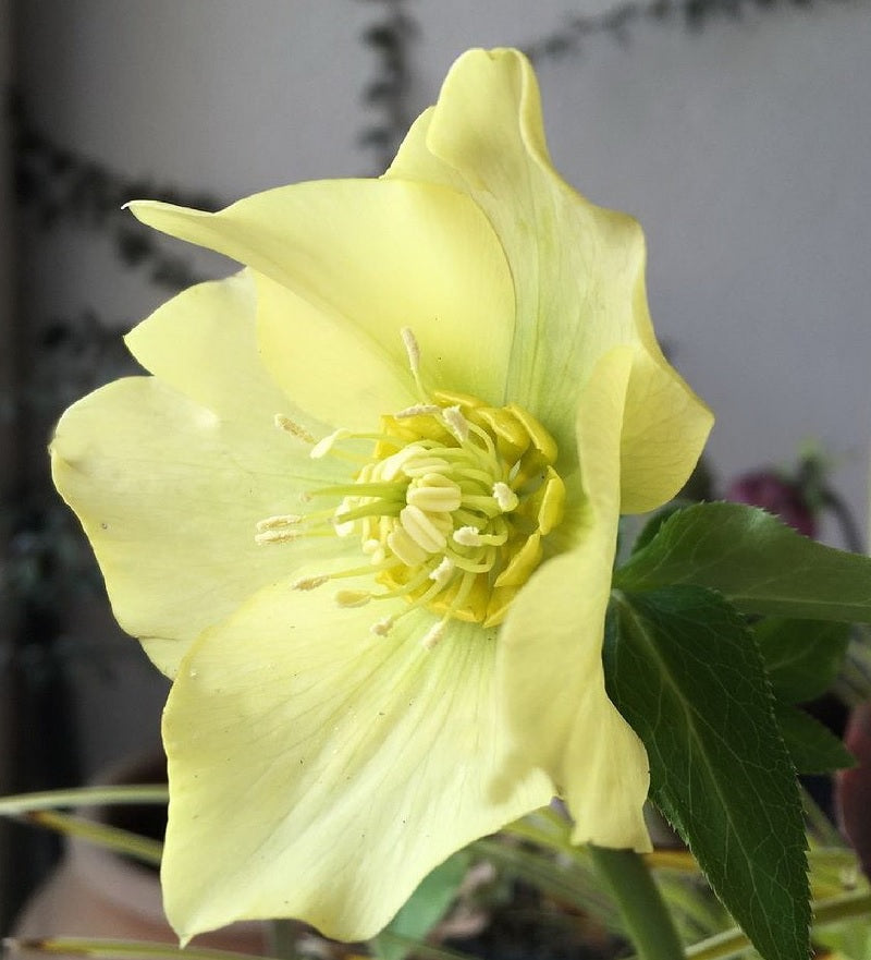 Christrose Yellow Lady - Helleborus Orientalis