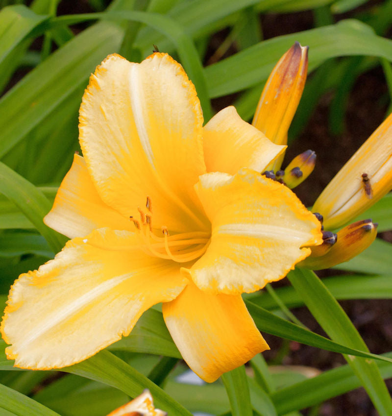 Taglilie Mary Todd - Hemerocallis