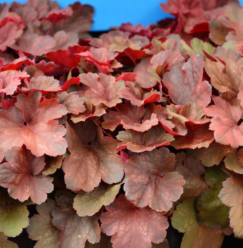 Purpurglöckchen Little Cuties Blondie - Großer Topf - Heuchera Brizoides