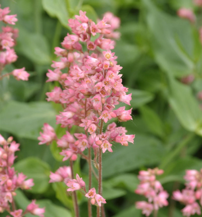 Purpurglöckchen Weserlachs - Heuchera Brizoides