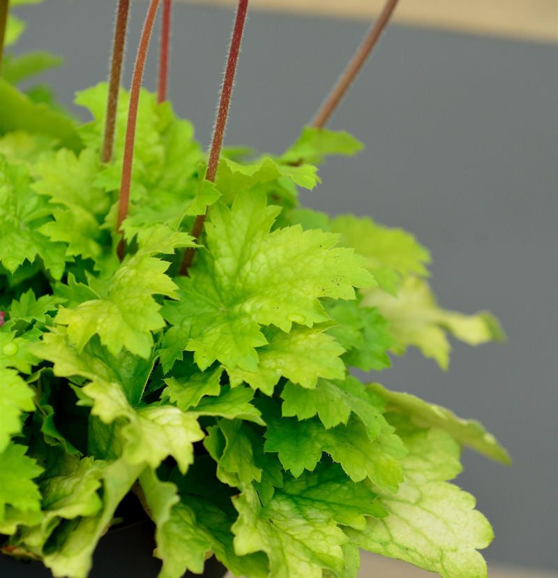 Silberglöckchen Tokyo - Großer Topf - Heuchera Cultorum