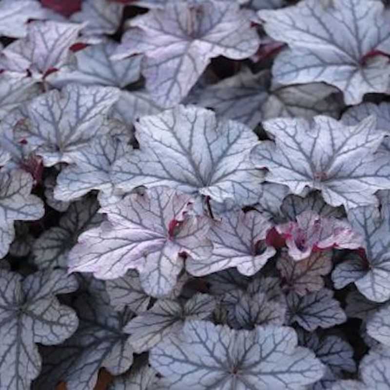 Purpurglöckchen Blackberry Jam - Großer Topf - Heuchera Micrantha